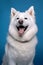 Portrait of a husky breed dog smiling