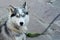 Portrait of a husky dog looking in camera on a chain in the village.Copy space