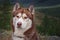 Portrait husky dog on nature backdrop in mountains. Domestic animal healthy active lifestyle. Beautiful nature background.