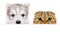 Portrait of a Husky puppy and Scottish Fold cat peeking from behind a banner