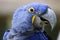 Portrait Hyacinth macaw