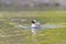 Portrait of a hybrid of american black duck and mallard