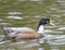 Portrait of a hybrid of american black duck and mallard