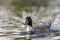 Portrait of a hybrid of american black duck and mallard