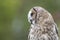 Portrait of a hybrid owl