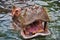 Portrait of a Hyppopotamus Hippo swimming in the water (You can see the sharp teeth in the opened muzzle