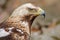 Portrait of the Iberian imperial eagle in a zoo