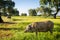 portrait of Iberian pig herd