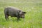 Portrait of Iberian pig herd pata negra in a flower field