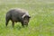 Portrait of Iberian pig herd pata negra in a flower field