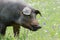 Portrait of Iberian pig herd pata negra in a flower field