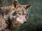 Portrait of iberian wolf
