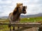 Portrait of an icelandic brown horse