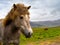 Portrait of an icelandic brown horse