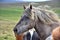 Portrait of an Icelandic horse. Dapple gray. Other horses and landscape in the background.