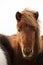 Portrait of an Icelandic pony with a brown mane