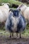 Portrait of an Icelandic sheep with a cream and black coat. This ancient breed is unique to Iceland and directly descends from