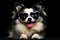 Portrait Icelandic Sheepdog Dog With Heart Shaped Sunglasses Black Background