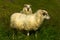 Portrait of icelandic sheeps on Nupstadur farm