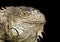 Portrait of an Iguana on a dark background