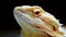 Portrait of iguana. An extreme close-up of an Agama lizard. A slow shot of the moving eye of a chameleon.