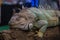 Portrait of an Iguana large inThailand