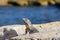 Portrait of an Iguana Lizard sunbathing on a rock at the Mayan ruins. Riviera Maya, Quintana Roo, Mexico