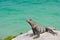 Portrait of an iguana resting above the ocean