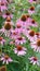 Portrait image of pink echinacea flowers herbal remedy