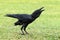 Portrait image of single large raven caws in the park