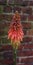 Portrait image of single red hot poker against brick work in winter