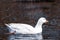 Portrait image of a white goose bird in a winter pond swimming