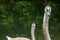 Portrait of immature juvenile mute swan