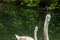 Portrait of immature juvenile mute swan