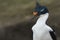 Portrait of an Imperial Shag on the Falkland Islands