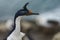 Portrait of an Imperial Shag on the Falkland Islands