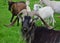 Portrait of an impressive male goat, one eye blind. Ireland
