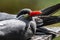 Portrait of an Inca Tern