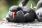 Portrait of an Inca Tern