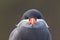 Portrait of an inca tern
