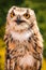 Portrait Of Indian Eagle Owl