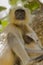 Portrait of Indian Langur and Nursing Baby