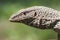 Portrait of indian monitor, Varanus bengalensis