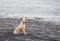 Portrait of an Indian Pariah Dog sitting on a Beach...
