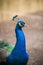 Portrait of an Indian peacock profile outside