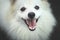 Portrait Of Indian Spitz Dog. White Pomeranian dog spitz