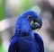 Portrait of an indigo macaw