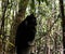 Portrait of Indri Indri lemur at the tree, Atsinanana region, Madagascar