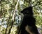 Portrait of Indri Indri lemur at the tree, Atsinanana region, Madagascar