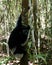 Portrait of Indri Indri lemur at the tree, Atsinanana region, Madagascar